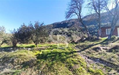 Denizli Güney Ertuğrulda Zeytinlik 9.946 m² Satılık Tarla