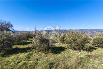 Denizli Güney Ertuğrulda Zeytinlik 9.946 m² Satılık Tarla - 1 - 330490