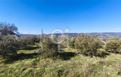 Denizli Güney Ertuğrulda Zeytinlik 9.946 m² Satılık Tarla