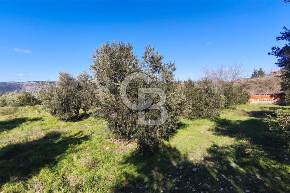 Denizli Güney Ertuğrulda Zeytinlik 9.946 m² Satılık Tarla