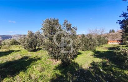 Denizli Güney Ertuğrulda Zeytinlik 9.946 m² Satılık Tarla