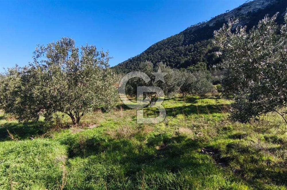 Denizli Güney Ertuğrulda Zeytinlik 9.946 m² Satılık Tarla