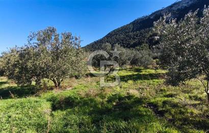 Denizli Güney Ertuğrulda Zeytinlik 9.946 m² Satılık Tarla