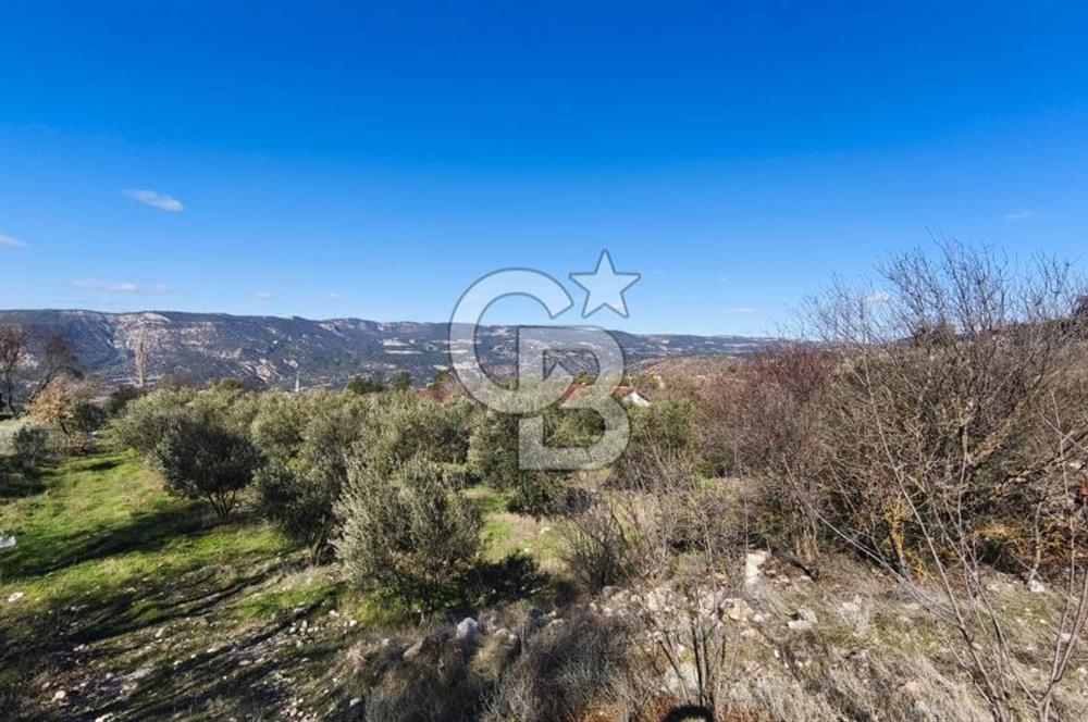 Denizli Güney Ertuğrulda Zeytinlik 9.946 m² Satılık Tarla