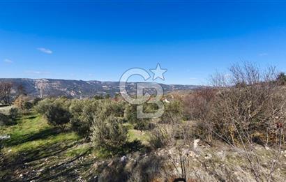 Denizli Güney Ertuğrulda Zeytinlik 9.946 m² Satılık Tarla