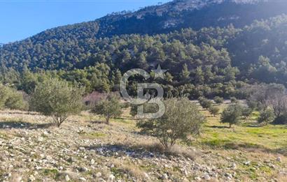 Denizli Güney Ertuğrulda Zeytinlik 9.946 m² Satılık Tarla
