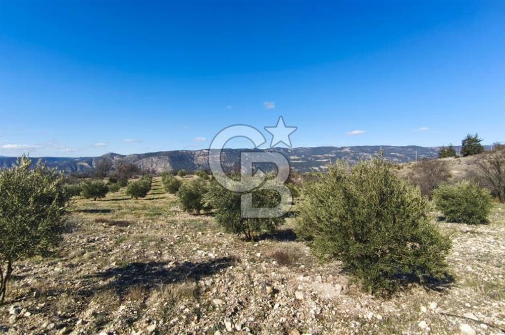 Denizli Güney Ertuğrulda Zeytinlik 9.946 m² Satılık Tarla