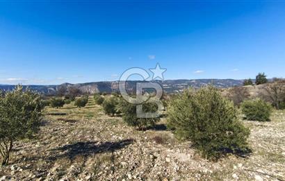 Denizli Güney Ertuğrulda Zeytinlik 9.946 m² Satılık Tarla