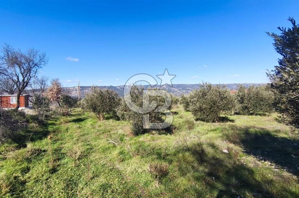 Denizli Güney Ertuğrulda Zeytinlik 9.946 m² Satılık Tarla