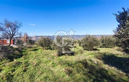 Denizli Güney Ertuğrulda Zeytinlik 9.946 m² Satılık Tarla