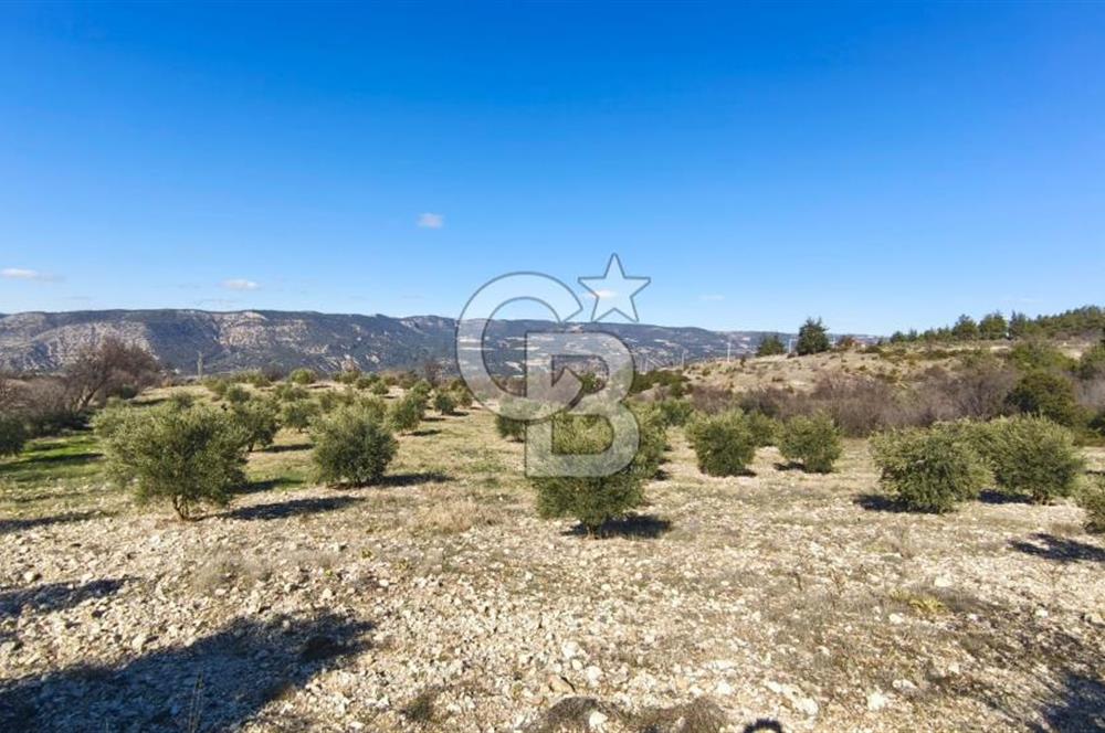 Denizli Güney Ertuğrulda Zeytinlik 9.946 m² Satılık Tarla