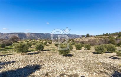 Denizli Güney Ertuğrulda Zeytinlik 9.946 m² Satılık Tarla