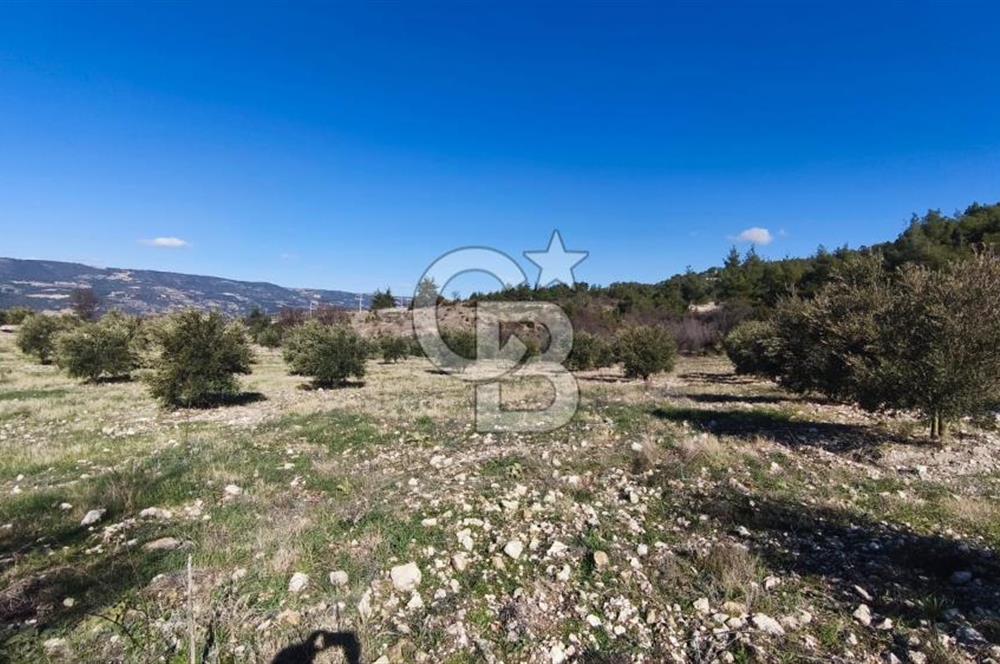 Denizli Güney Ertuğrulda Zeytinlik 9.946 m² Satılık Tarla