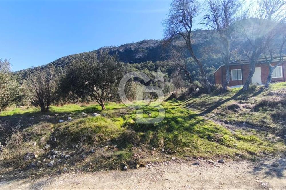 Denizli Güney Ertuğrulda Zeytinlik 9.946 m² Satılık Tarla