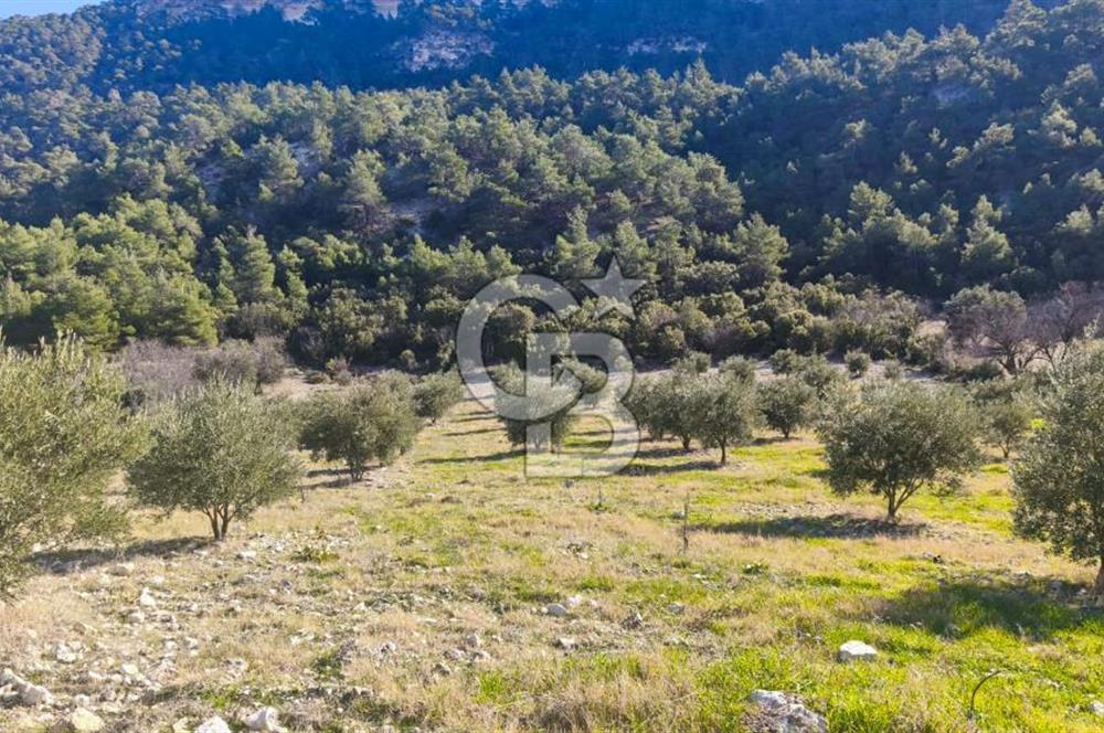 Denizli Güney Ertuğrulda Zeytinlik 9.946 m² Satılık Tarla
