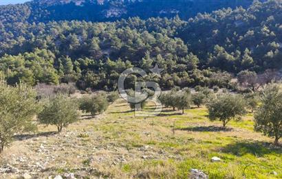 Denizli Güney Ertuğrulda Zeytinlik 9.946 m² Satılık Tarla