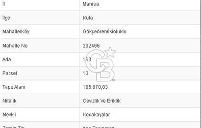 MANİSA KULA 165 DÖNÜM /CHANDLER CEVİZ VE ANJELİK ERİK BAHÇESİ