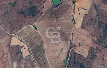 MANİSA KULA 165 DÖNÜM /CHANDLER CEVİZ VE ANJELİK ERİK BAHÇESİ