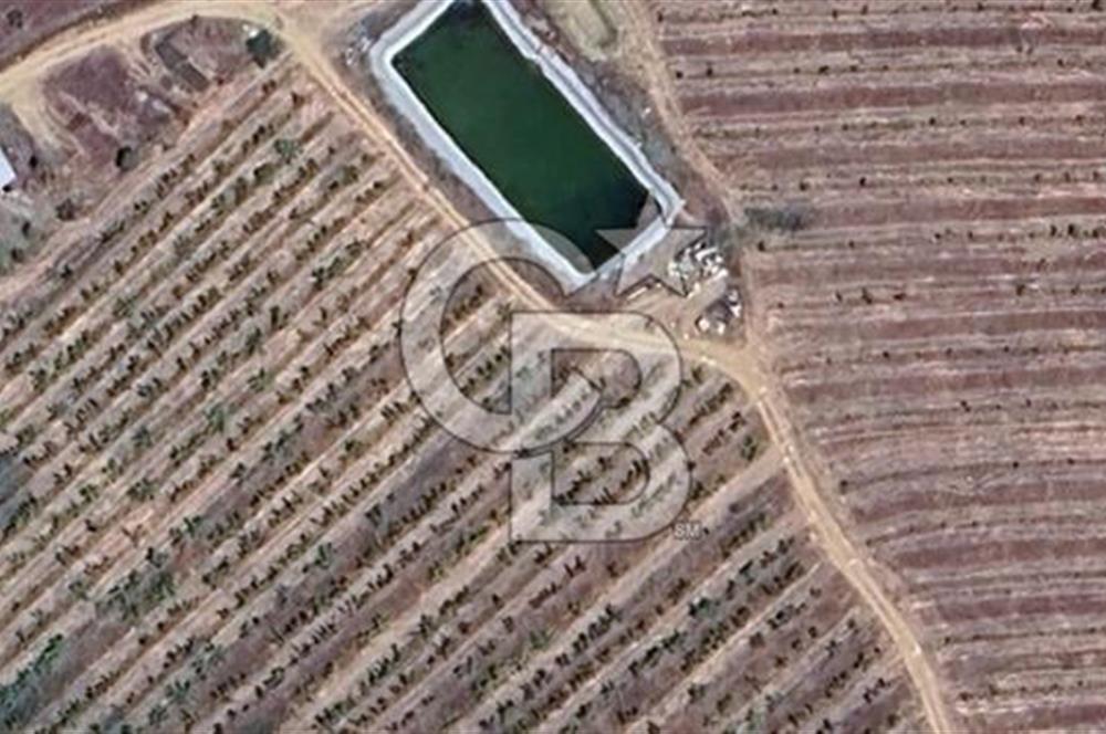 MANİSA KULA 165 DÖNÜM /CHANDLER CEVİZ VE ANJELİK ERİK BAHÇESİ