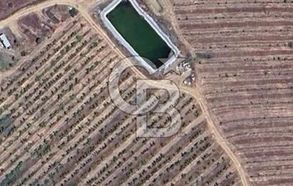 MANİSA KULA 165 DÖNÜM /CHANDLER CEVİZ VE ANJELİK ERİK BAHÇESİ