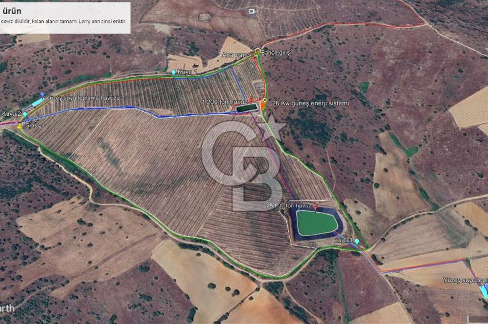 MANİSA KULA 165 DÖNÜM /CHANDLER CEVİZ VE ANJELİK ERİK BAHÇESİ