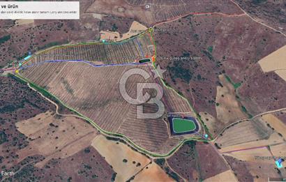 MANİSA KULA 165 DÖNÜM /CHANDLER CEVİZ VE ANJELİK ERİK BAHÇESİ