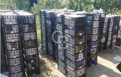 MANİSA KULA 165 DÖNÜM /CHANDLER CEVİZ VE ANJELİK ERİK BAHÇESİ