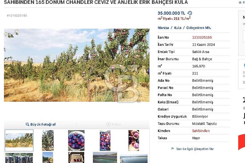 MANİSA KULA 165 DÖNÜM /CHANDLER CEVİZ VE ANJELİK ERİK BAHÇESİ