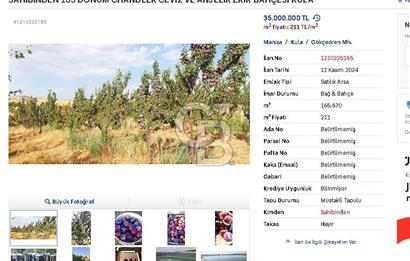 MANİSA KULA 165 DÖNÜM /CHANDLER CEVİZ VE ANJELİK ERİK BAHÇESİ