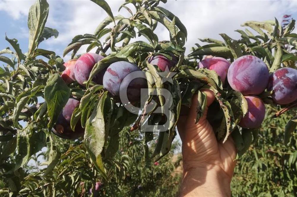 MANİSA KULA 165 DÖNÜM /CHANDLER CEVİZ VE ANJELİK ERİK BAHÇESİ