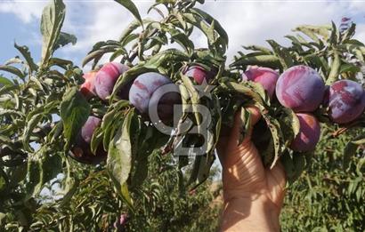 MANİSA KULA 165 DÖNÜM /CHANDLER CEVİZ VE ANJELİK ERİK BAHÇESİ