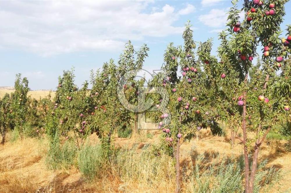 MANİSA KULA 165 DÖNÜM /CHANDLER CEVİZ VE ANJELİK ERİK BAHÇESİ