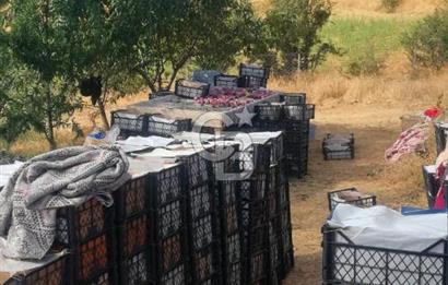 MANİSA KULA 165 DÖNÜM /CHANDLER CEVİZ VE ANJELİK ERİK BAHÇESİ