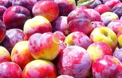 MANİSA KULA 165 DÖNÜM /CHANDLER CEVİZ VE ANJELİK ERİK BAHÇESİ