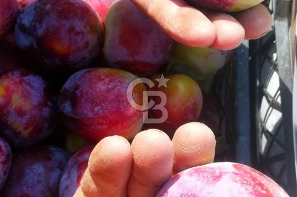 MANİSA KULA 165 DÖNÜM /CHANDLER CEVİZ VE ANJELİK ERİK BAHÇESİ