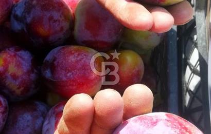 MANİSA KULA 165 DÖNÜM /CHANDLER CEVİZ VE ANJELİK ERİK BAHÇESİ