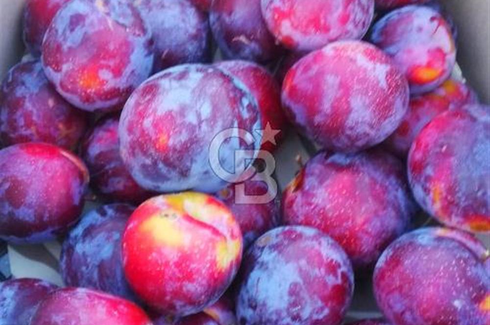 MANİSA KULA 165 DÖNÜM /CHANDLER CEVİZ VE ANJELİK ERİK BAHÇESİ