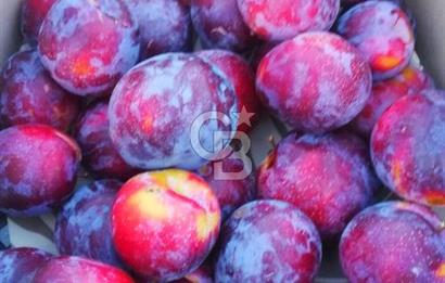 MANİSA KULA 165 DÖNÜM /CHANDLER CEVİZ VE ANJELİK ERİK BAHÇESİ