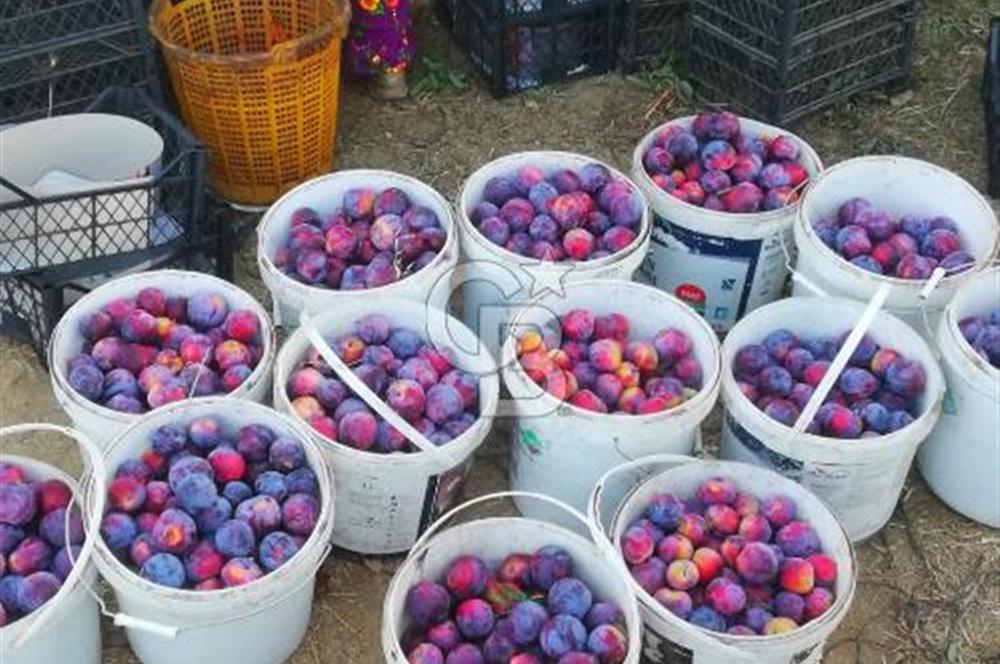 MANİSA KULA 165 DÖNÜM /CHANDLER CEVİZ VE ANJELİK ERİK BAHÇESİ