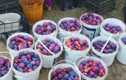 MANİSA KULA 165 DÖNÜM /CHANDLER CEVİZ VE ANJELİK ERİK BAHÇESİ