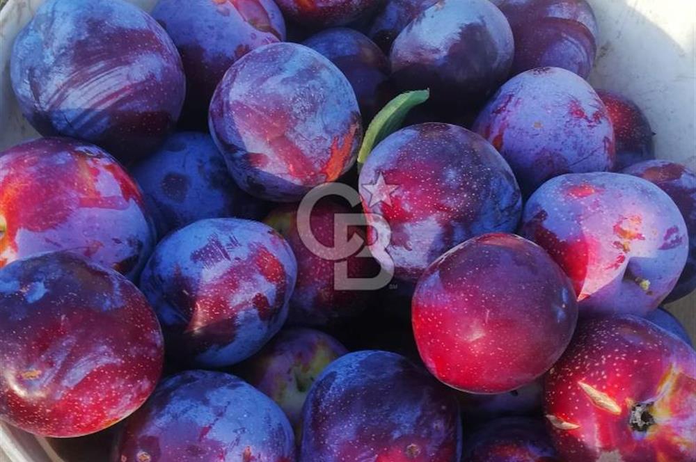 MANİSA KULA 165 DÖNÜM /CHANDLER CEVİZ VE ANJELİK ERİK BAHÇESİ