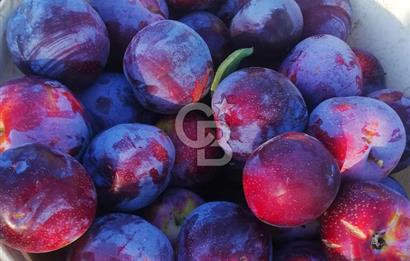 MANİSA KULA 165 DÖNÜM /CHANDLER CEVİZ VE ANJELİK ERİK BAHÇESİ