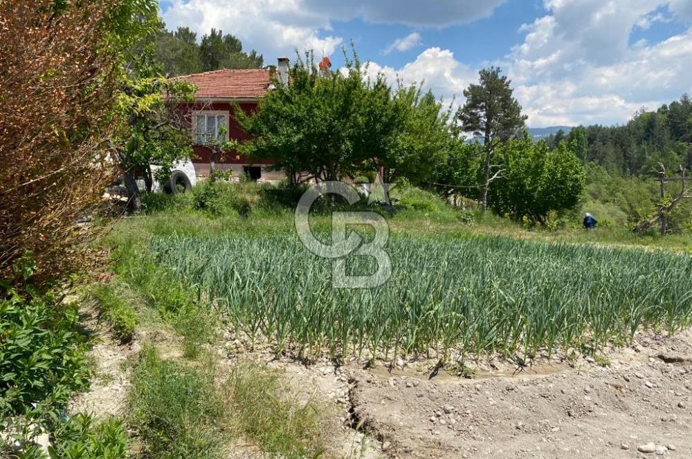 Denizli Çameli Sarıkavakta 12 Dönüm Taş Evli Fırsat Özel Mülk