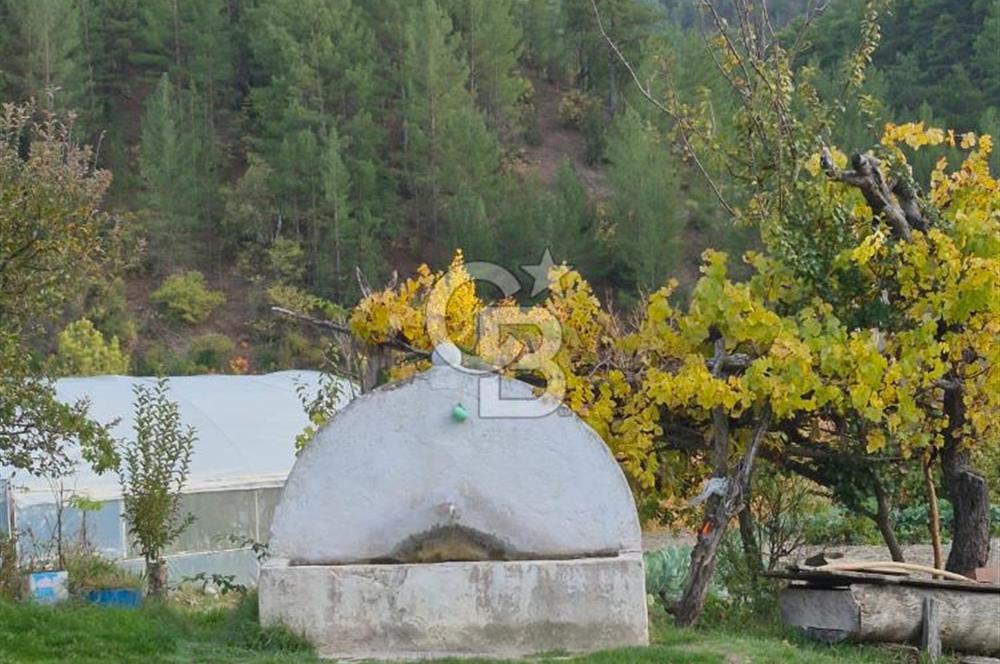 Denizli Çameli Sarıkavakta 12 Dönüm Taş Evli Fırsat Özel Mülk
