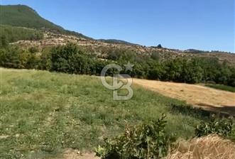 Manisa Akhisar Yayakırıldık Mevkii Satılık Tarla - 1 - 330556