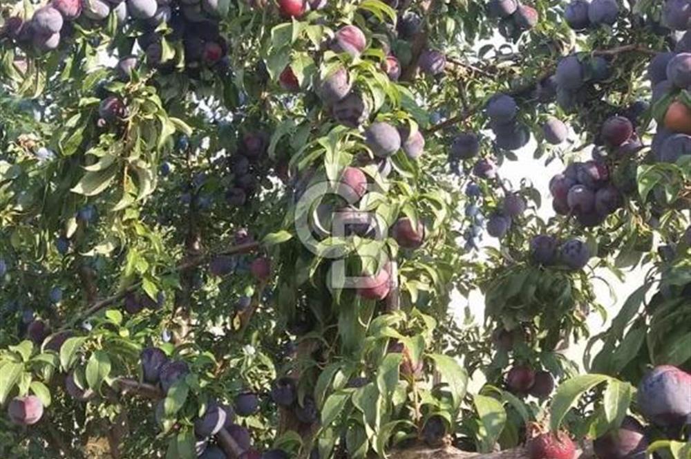 MANİSA KULA 165 DÖNÜM /CHANDLER CEVİZ VE ANJELİK ERİK BAHÇESİ