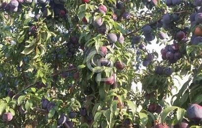 MANİSA KULA 165 DÖNÜM /CHANDLER CEVİZ VE ANJELİK ERİK BAHÇESİ