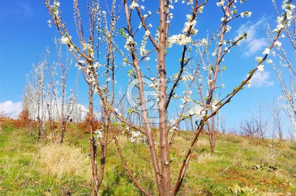 MANİSA KULA 165 DÖNÜM /CHANDLER CEVİZ VE ANJELİK ERİK BAHÇESİ