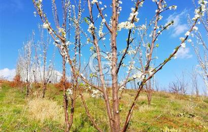 MANİSA KULA 165 DÖNÜM /CHANDLER CEVİZ VE ANJELİK ERİK BAHÇESİ