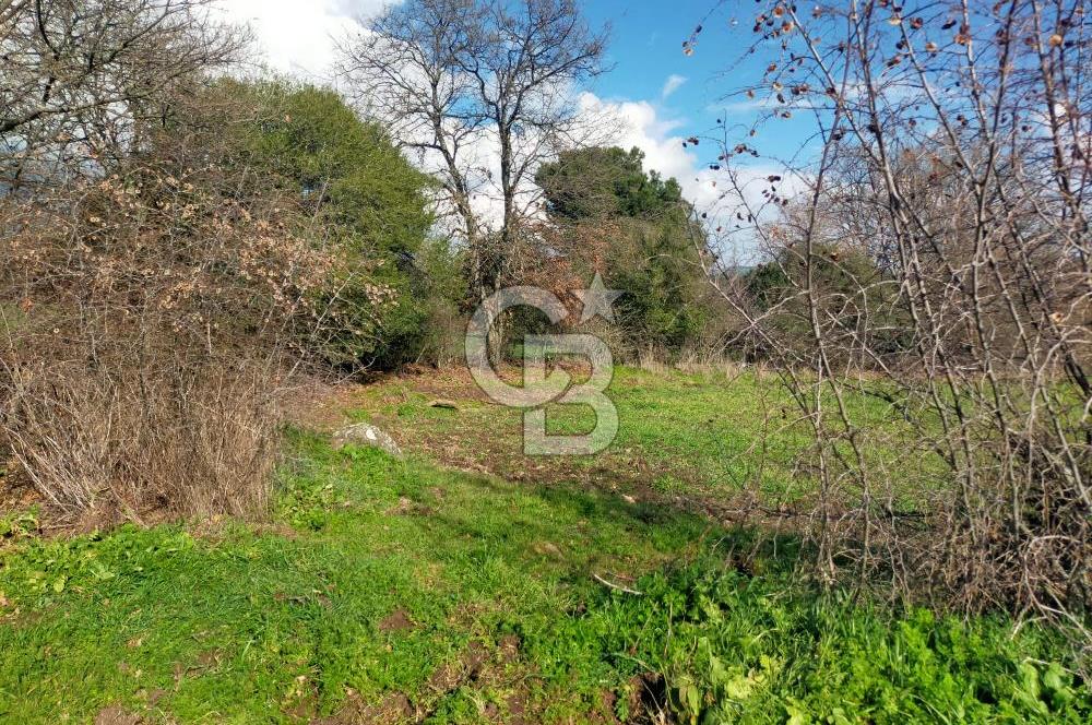 Yatırımlık 47.804 m² | Lapseki Eçialanda Kadastro Yola Cepheli